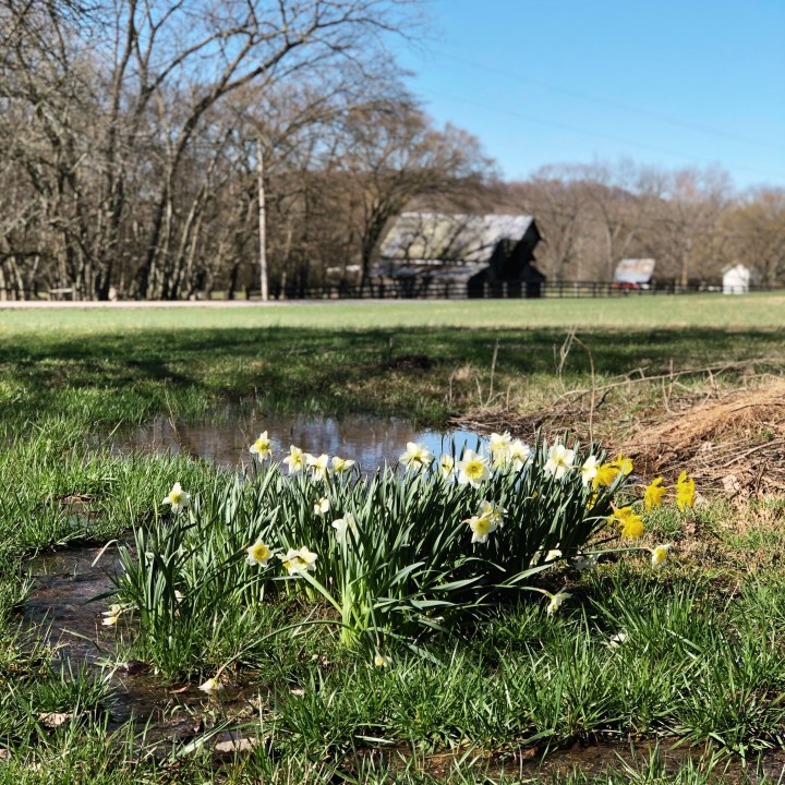 First Sign of Spring to&nbsp;Come